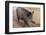 Germany, Rhineland-Palatinate, wild boar (Sus scrofa)-Roland T. Frank-Framed Photographic Print