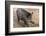 Germany, Rhineland-Palatinate, wild boar (Sus scrofa)-Roland T. Frank-Framed Photographic Print