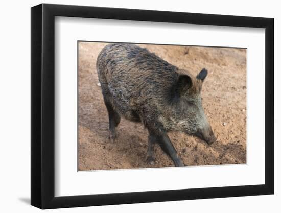 Germany, Rhineland-Palatinate, wild boar (Sus scrofa)-Roland T. Frank-Framed Photographic Print