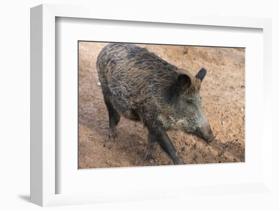 Germany, Rhineland-Palatinate, wild boar (Sus scrofa)-Roland T. Frank-Framed Photographic Print