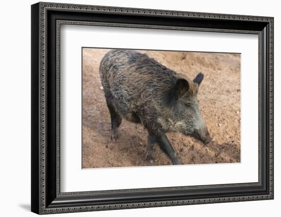 Germany, Rhineland-Palatinate, wild boar (Sus scrofa)-Roland T. Frank-Framed Photographic Print