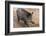 Germany, Rhineland-Palatinate, wild boar (Sus scrofa)-Roland T. Frank-Framed Photographic Print