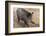 Germany, Rhineland-Palatinate, wild boar (Sus scrofa)-Roland T. Frank-Framed Photographic Print