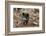 Germany, Rhineland-Palatinate, wild boar (Sus scrofa).-Roland T. Frank-Framed Photographic Print