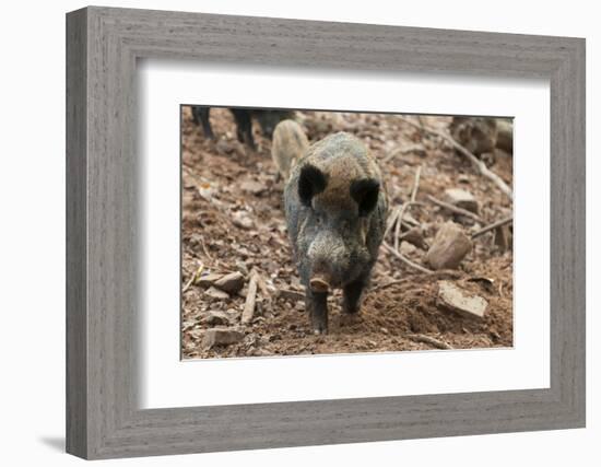 Germany, Rhineland-Palatinate, wild boar (Sus scrofa).-Roland T. Frank-Framed Photographic Print