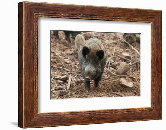 Germany, Rhineland-Palatinate, wild boar (Sus scrofa).-Roland T. Frank-Framed Photographic Print