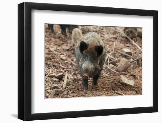 Germany, Rhineland-Palatinate, wild boar (Sus scrofa).-Roland T. Frank-Framed Photographic Print