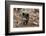 Germany, Rhineland-Palatinate, wild boar (Sus scrofa).-Roland T. Frank-Framed Photographic Print