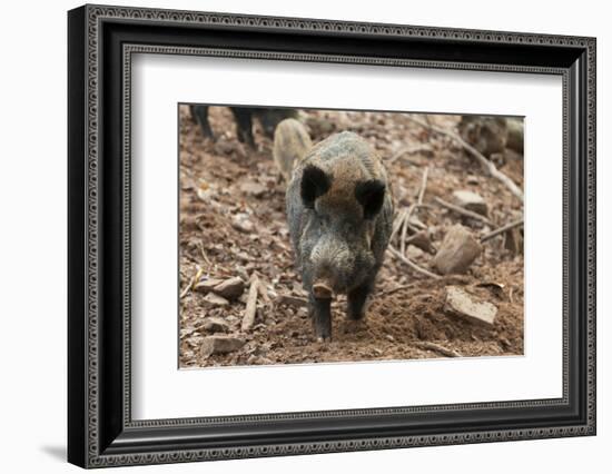 Germany, Rhineland-Palatinate, wild boar (Sus scrofa).-Roland T. Frank-Framed Photographic Print