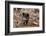 Germany, Rhineland-Palatinate, wild boar (Sus scrofa).-Roland T. Frank-Framed Photographic Print