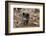 Germany, Rhineland-Palatinate, wild boar (Sus scrofa).-Roland T. Frank-Framed Photographic Print