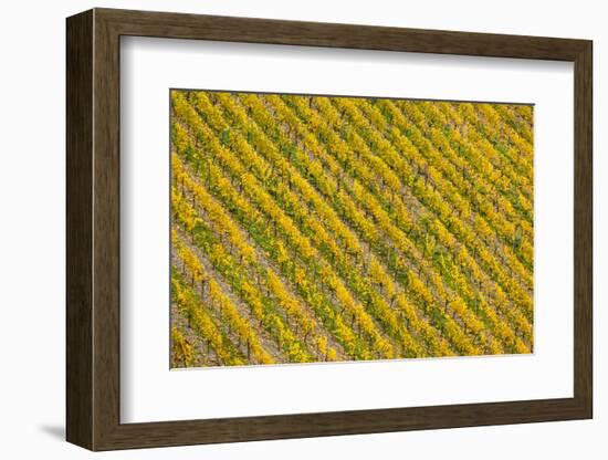 Germany, Rhineland-Pfalz, Bacharach, Elevated View of Town with Autumn Vineyards-Walter Bibikow-Framed Photographic Print