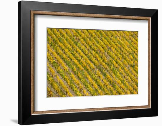 Germany, Rhineland-Pfalz, Bacharach, Elevated View of Town with Autumn Vineyards-Walter Bibikow-Framed Photographic Print