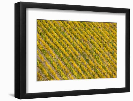 Germany, Rhineland-Pfalz, Bacharach, Elevated View of Town with Autumn Vineyards-Walter Bibikow-Framed Photographic Print