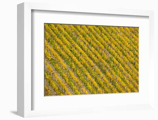 Germany, Rhineland-Pfalz, Bacharach, Elevated View of Town with Autumn Vineyards-Walter Bibikow-Framed Photographic Print