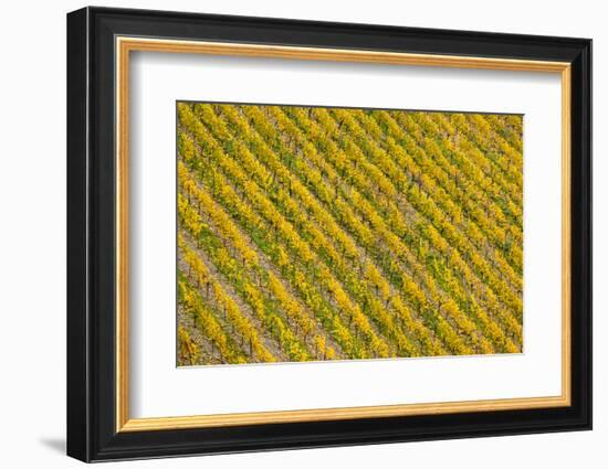 Germany, Rhineland-Pfalz, Bacharach, Elevated View of Town with Autumn Vineyards-Walter Bibikow-Framed Photographic Print