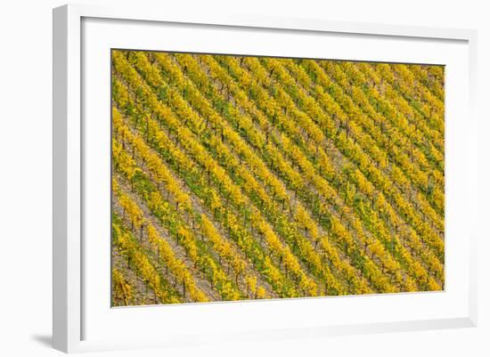 Germany, Rhineland-Pfalz, Bacharach, Elevated View of Town with Autumn Vineyards-Walter Bibikow-Framed Photographic Print