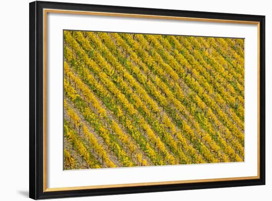 Germany, Rhineland-Pfalz, Bacharach, Elevated View of Town with Autumn Vineyards-Walter Bibikow-Framed Photographic Print