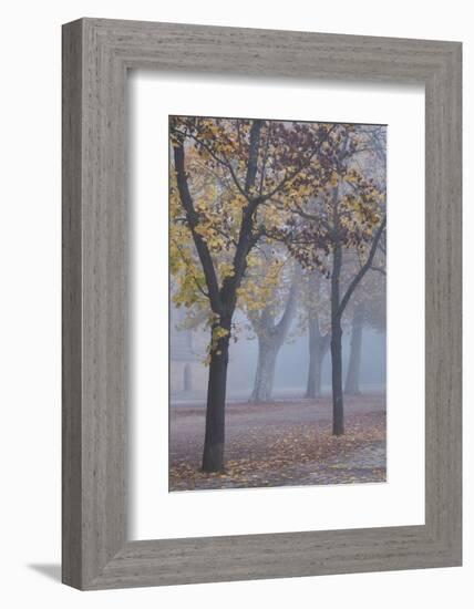 Germany, Rhineland-Pfalz, Speyer, Domgarten, Cathedral Park with Morning Fog-Walter Bibikow-Framed Photographic Print