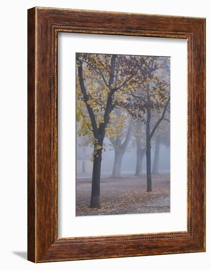 Germany, Rhineland-Pfalz, Speyer, Domgarten, Cathedral Park with Morning Fog-Walter Bibikow-Framed Photographic Print