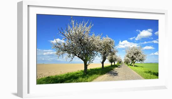 Germany, Saxony-Anhalt, Near Naumburg, Blossoming Cherry Trees at Country Road-Andreas Vitting-Framed Photographic Print