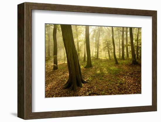 Germany, Saxony-Anhalt, Sunrays in the Morning Fog in the Deciduous Forest-Andreas Vitting-Framed Photographic Print