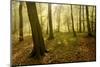 Germany, Saxony-Anhalt, Sunrays in the Morning Fog in the Deciduous Forest-Andreas Vitting-Mounted Photographic Print