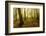 Germany, Saxony-Anhalt, Sunrays in the Morning Fog in the Deciduous Forest-Andreas Vitting-Framed Photographic Print