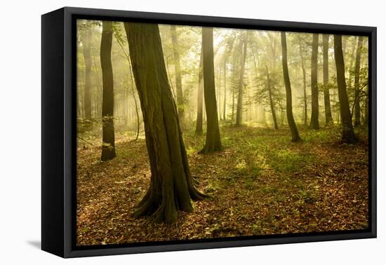 Germany, Saxony-Anhalt, Sunrays in the Morning Fog in the Deciduous Forest-Andreas Vitting-Framed Premier Image Canvas
