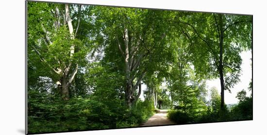 Germany, Saxony, Bad Muskau, High Path, Panorama, UNESCO World Heritage, FŸrst-PŸckler-Park-Catharina Lux-Mounted Photographic Print