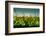 Germany, Schleswig-Holstein, Amrum, Corn Field, Lighthouse-Ingo Boelter-Framed Photographic Print