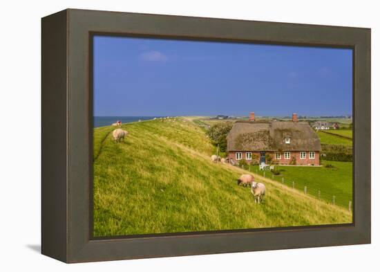 Germany, Schleswig-Holstein, North Frisia, Island of Pellworm, Alter Koog-Udo Siebig-Framed Premier Image Canvas