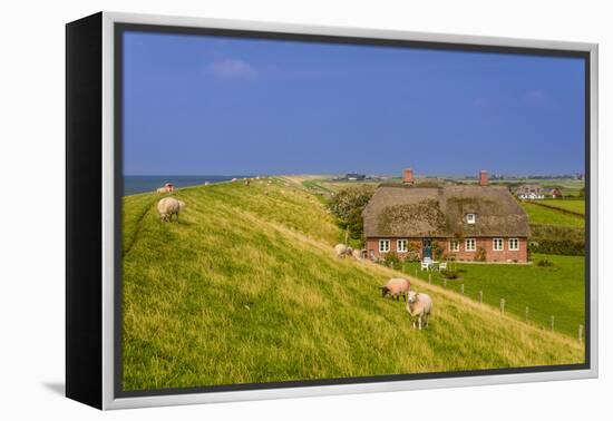 Germany, Schleswig-Holstein, North Frisia, Island of Pellworm, Alter Koog-Udo Siebig-Framed Premier Image Canvas