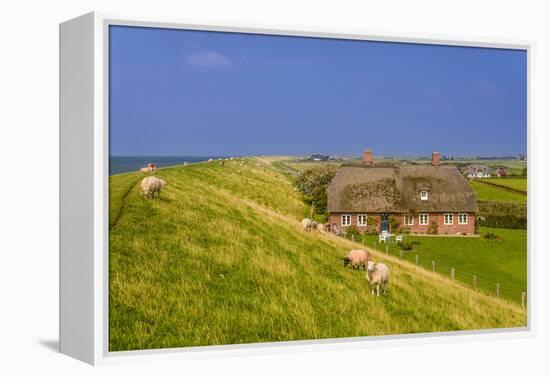 Germany, Schleswig-Holstein, North Frisia, Island of Pellworm, Alter Koog-Udo Siebig-Framed Premier Image Canvas