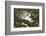 Germany, Schleswig-Holstein, Pellworm, Mud Flats, Wadden Sea, Close-Up-Ingo Boelter-Framed Photographic Print