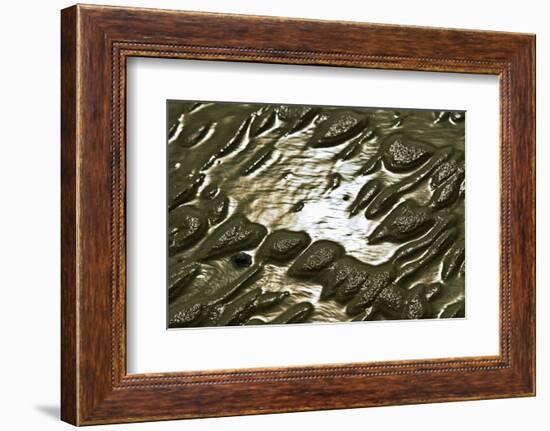 Germany, Schleswig-Holstein, Pellworm, Mud Flats, Wadden Sea, Close-Up-Ingo Boelter-Framed Photographic Print