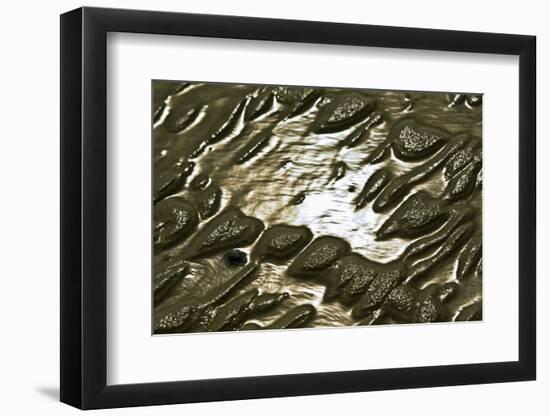 Germany, Schleswig-Holstein, Pellworm, Mud Flats, Wadden Sea, Close-Up-Ingo Boelter-Framed Photographic Print