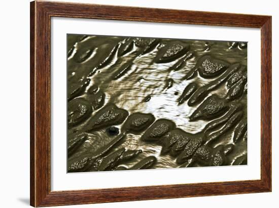 Germany, Schleswig-Holstein, Pellworm, Mud Flats, Wadden Sea, Close-Up-Ingo Boelter-Framed Photographic Print