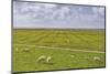 Germany, Schleswig-Holstein, Peninsula North Beach-Udo Siebig-Mounted Photographic Print