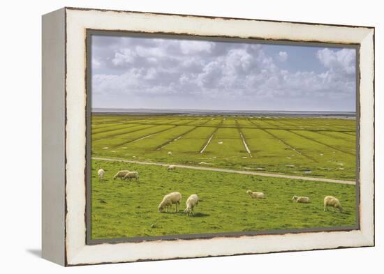 Germany, Schleswig-Holstein, Peninsula North Beach-Udo Siebig-Framed Premier Image Canvas