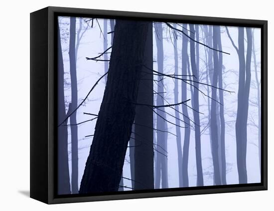 Germany, Siegbach, Pine and Beeches in Fog,-K. Schlierbach-Framed Premier Image Canvas