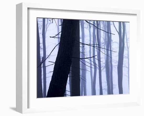 Germany, Siegbach, Pine and Beeches in Fog,-K. Schlierbach-Framed Photographic Print