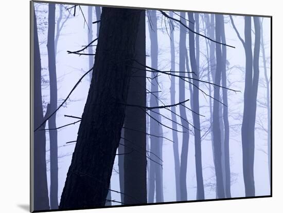 Germany, Siegbach, Pine and Beeches in Fog,-K. Schlierbach-Mounted Photographic Print