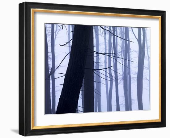 Germany, Siegbach, Pine and Beeches in Fog,-K. Schlierbach-Framed Photographic Print