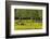 Germany, the Baltic Sea, Western Pomerania, Island RŸgen, Broom Blossom, Paddock-Chris Seba-Framed Photographic Print