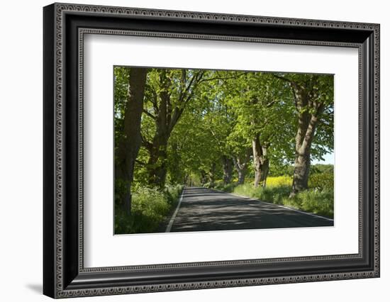 Germany, the Baltic Sea, Western Pomerania, Island RŸgen, Tree Avenue-Chris Seba-Framed Photographic Print