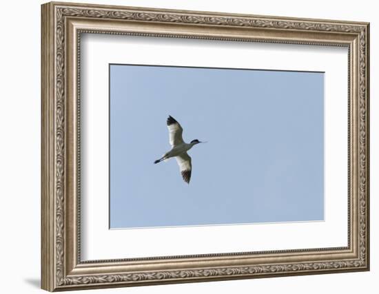 Germany, the North Sea, avocet (Recurvirostra avosetta).-Roland T. Frank-Framed Photographic Print