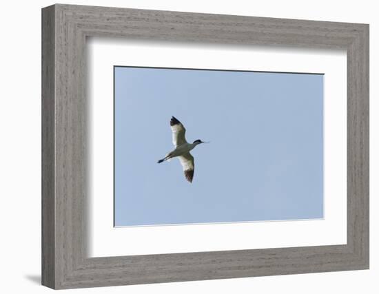 Germany, the North Sea, avocet (Recurvirostra avosetta).-Roland T. Frank-Framed Photographic Print