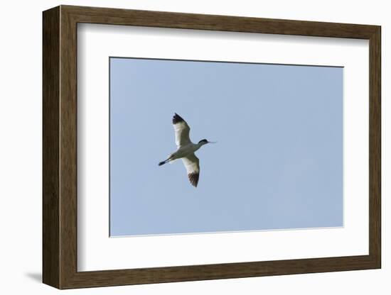 Germany, the North Sea, avocet (Recurvirostra avosetta).-Roland T. Frank-Framed Photographic Print