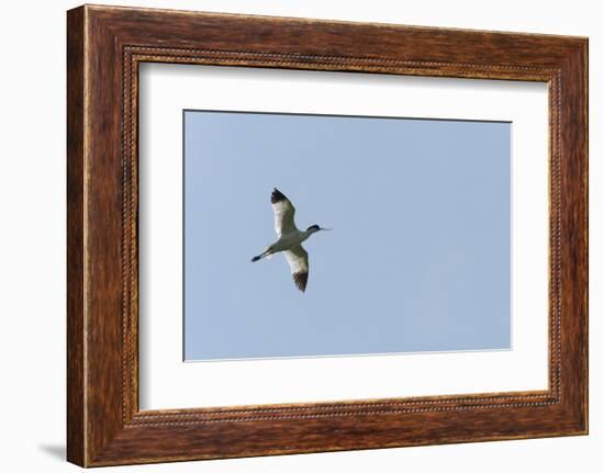 Germany, the North Sea, avocet (Recurvirostra avosetta).-Roland T. Frank-Framed Photographic Print